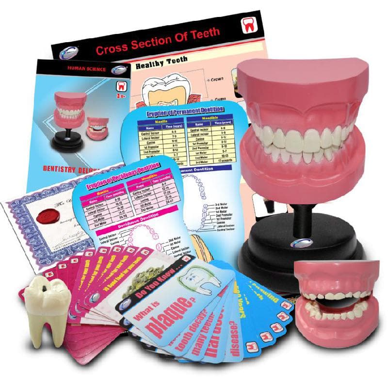 Eastcolight STEM University Dentistry Deluxe Science Learning Activity Set