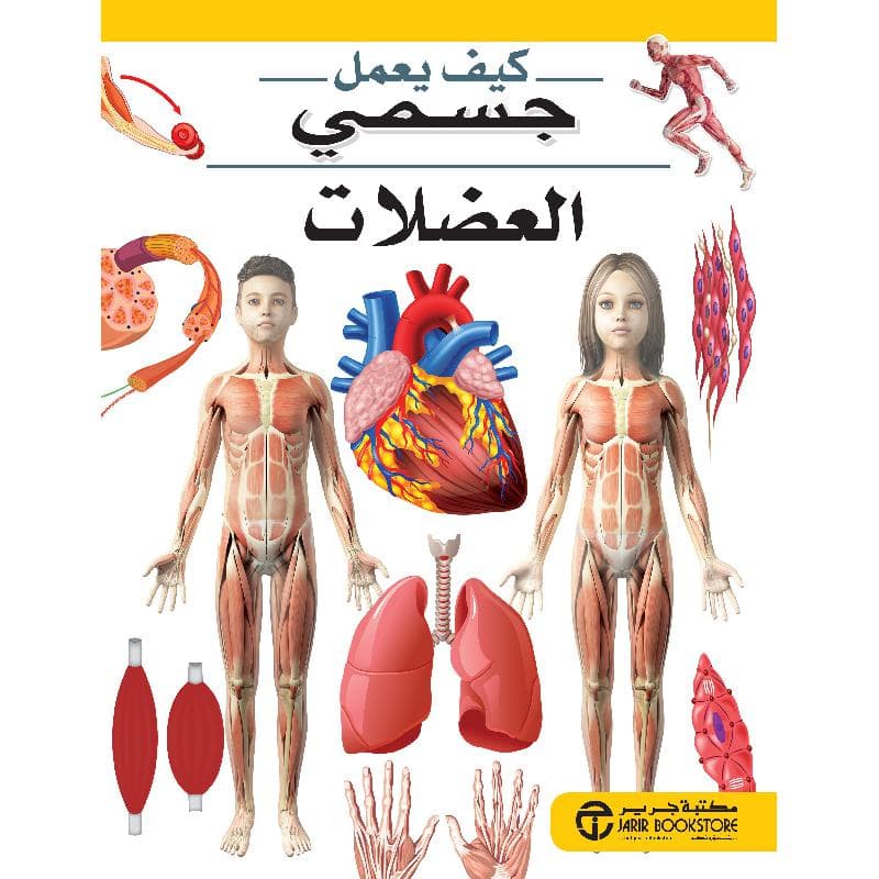 العضلات سلسلة كيف يعمل جسمي