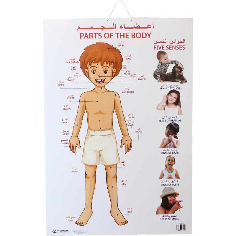 Dreamland Parts of The Body Chart