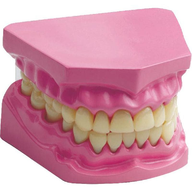 Edu Toys Denture Model Science Learning Activity Set