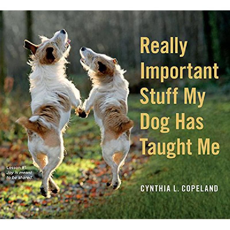 Really Important Stuff My Dog Has Taught Me