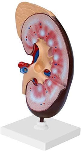 Research Model of Human Kidney - Anatomical Medical of Body Anatomy Aid for Education Laboratory Equipment