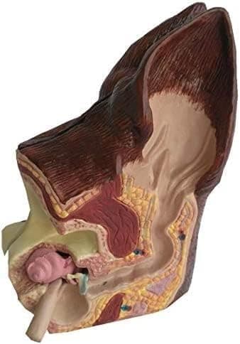 Medical Models, Dog Ear Anatomy 2 Sided Model Canine Normal Health and Infected Pathological Family Veterinary Equipment Teaching