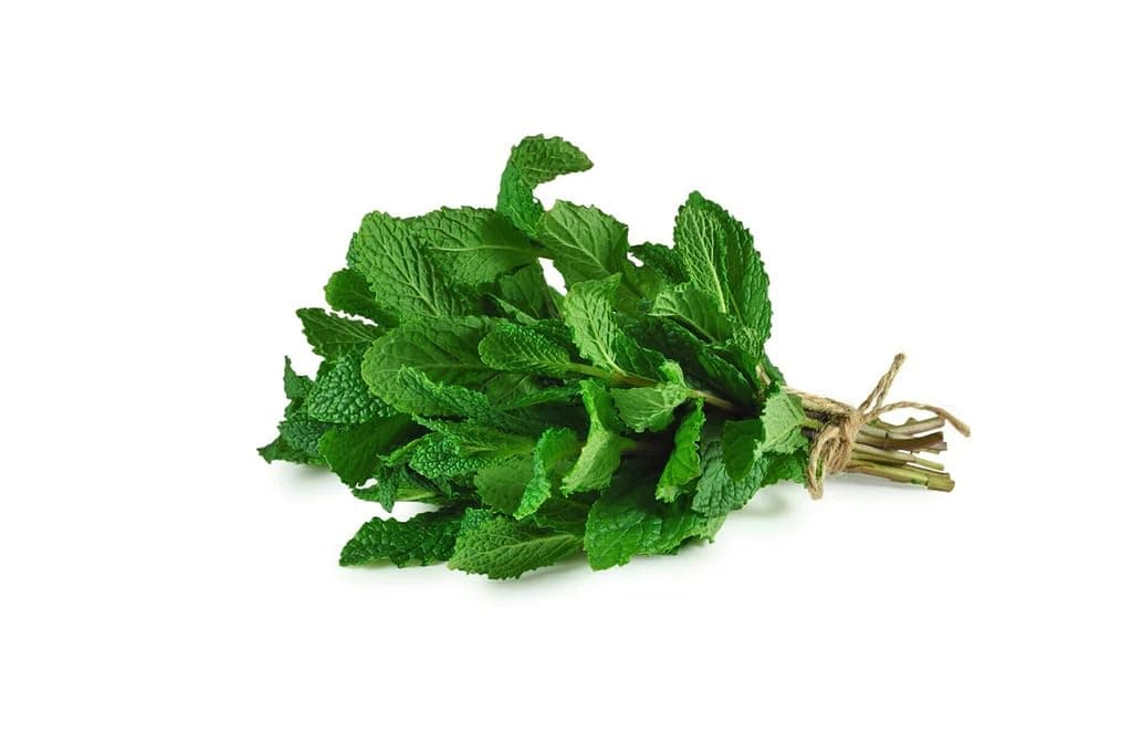 Fresh Mint Leaves Bunch Local