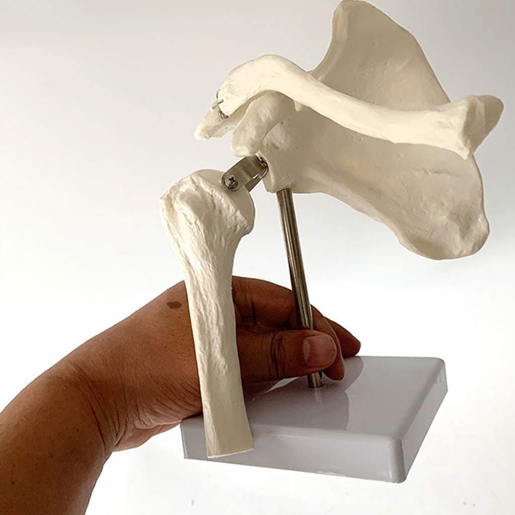 Model Educational Shoulder Joint Anatomical Of The Human Skeleton For Science Exhibition Classroom Study Medical Teaching Laboratory Equipment