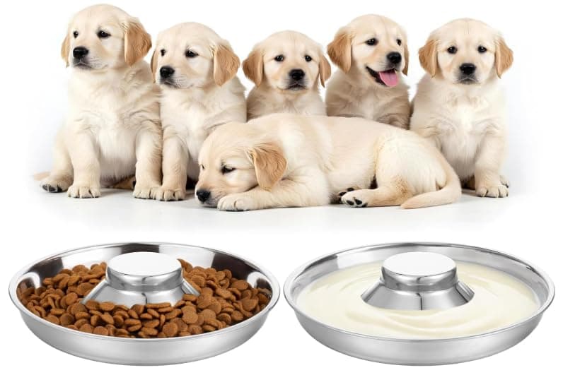 2-Pack Litter Feeding Station for Puppies and Kittens, Stainless Steel Slow Feeder Weaning Bowls, Multi-Pet Food Water Dish for Simultaneous Eating
