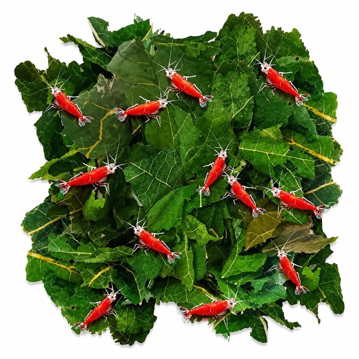 JOR 2.1 oz (60g) Dried Shrimp Mulberry Leaves, Water Conditioner Leaf as Natural Food Source, Promotes Biofilm Growth & Induce Breeding in Aquatic Pets, Strengthen Exoskeleton & Reduces pH Levels