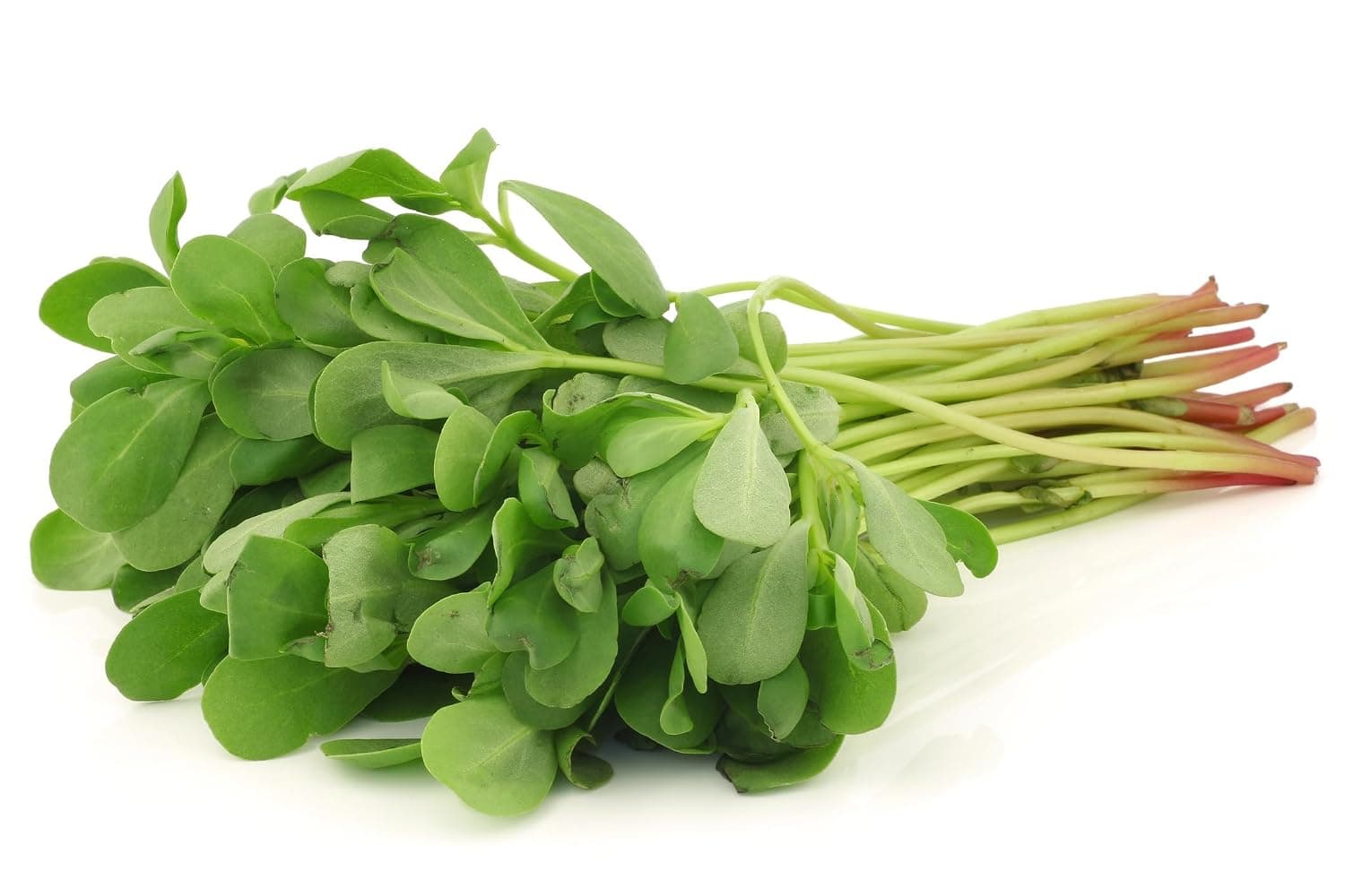 Fresh Purslane Bunch Local