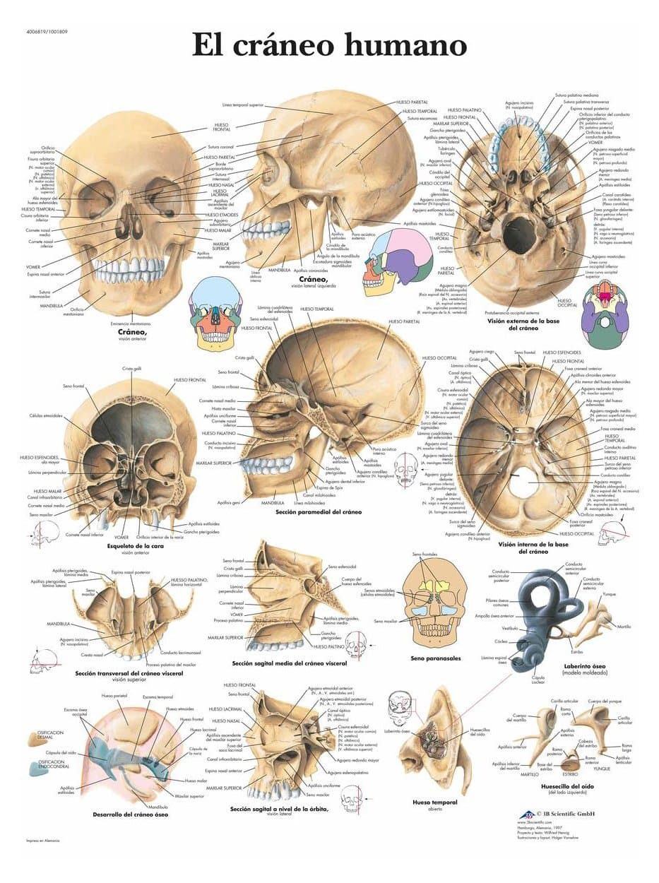 3B Scientific Anatomical Poster - The Human Skull VR3131L