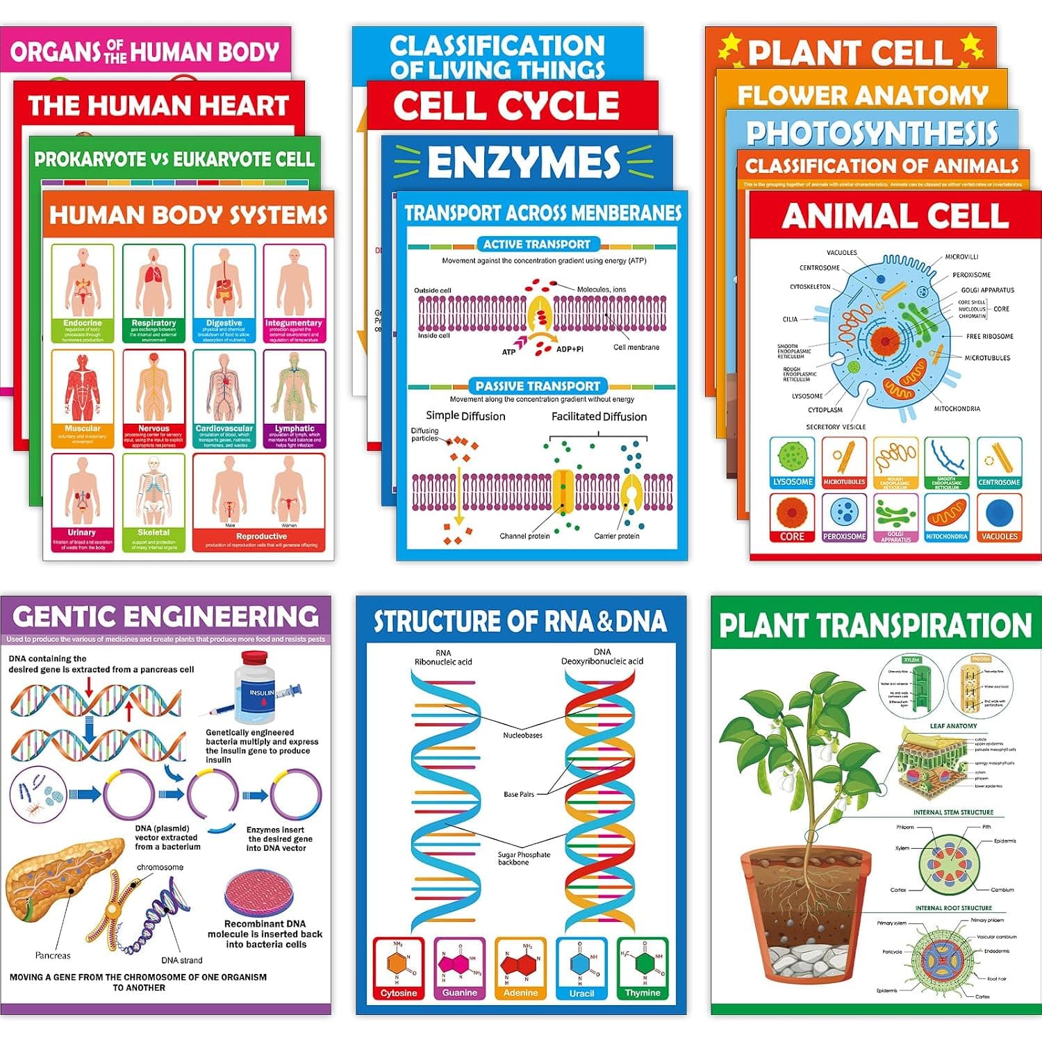 ZOIIWA 16Pcs Science Posters for Classroom Middle School Supplies Biology Poster Classroom Decoration Life Science Posters Charts for Teacher High School Education Bulletin Classroom Wall Decor