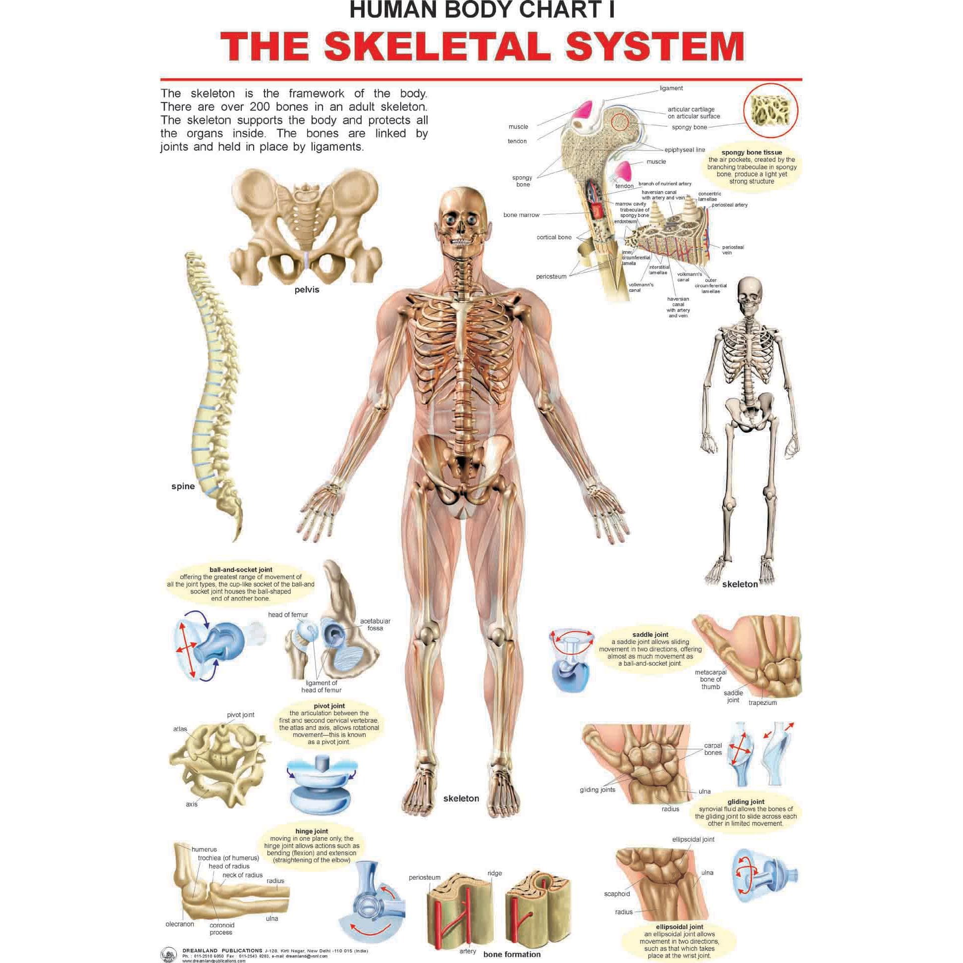 Dreamland Skeletal System Chart
