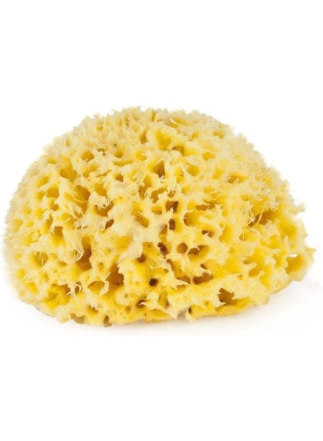 Premium Natural Honeycomb Sea Sponge – 8cm – Made from Natural Sea Sponge – Hypoallergenic Baby Bath Sponge – Biodegradable, Eco-Friendly & Gentle for Newborns and Delicate skin