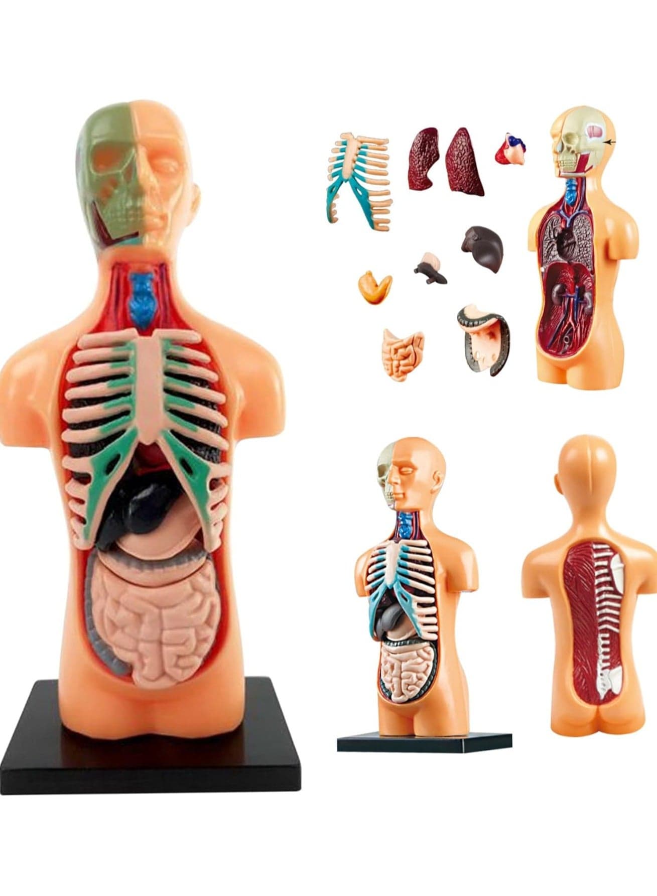 Half-Body Anatomical Model. Human Body Assembly For Children. Torso Model With Detachable Parts. Preschool And School Medical Education Science Set