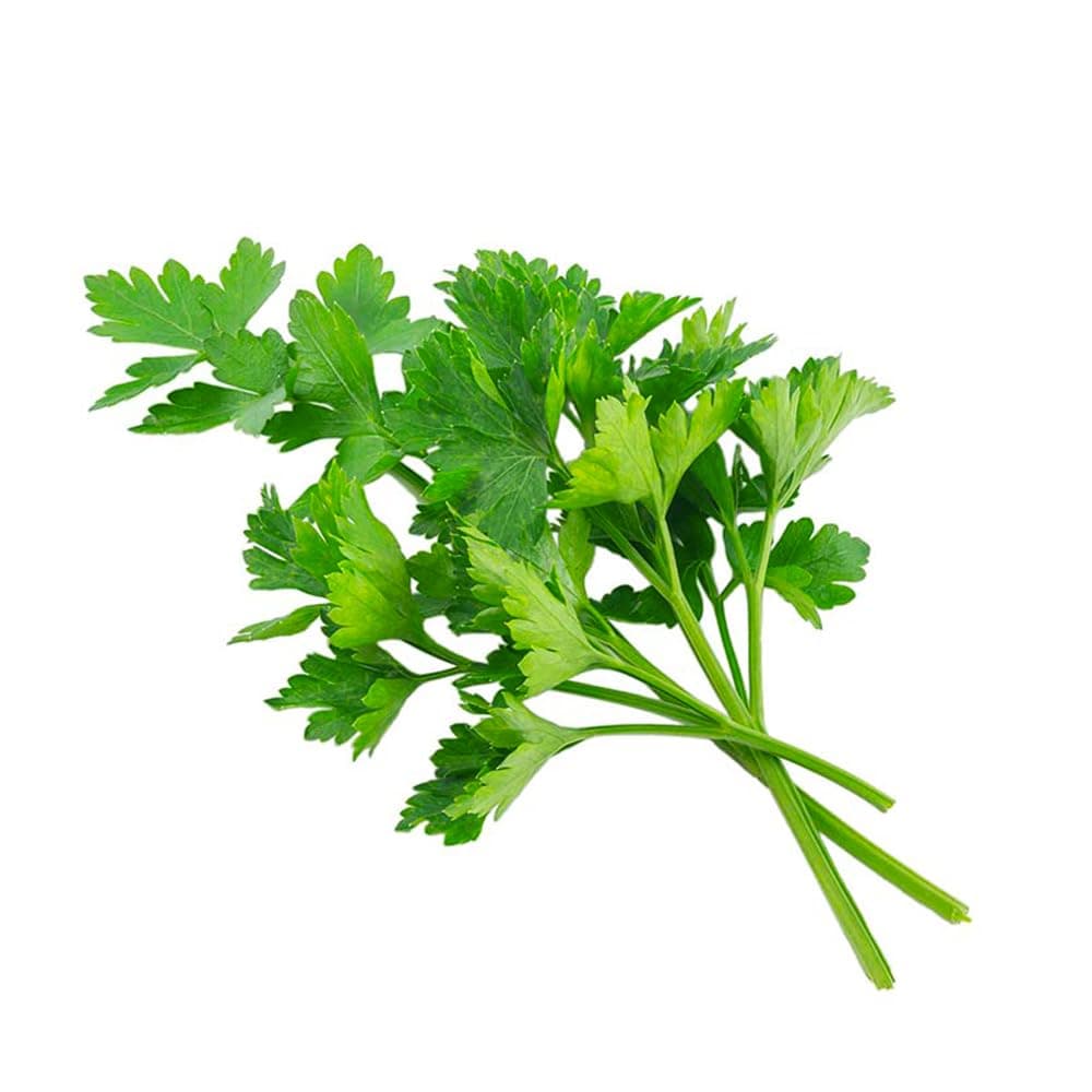 ZOD Parsley Green, SA, 1 Bunch