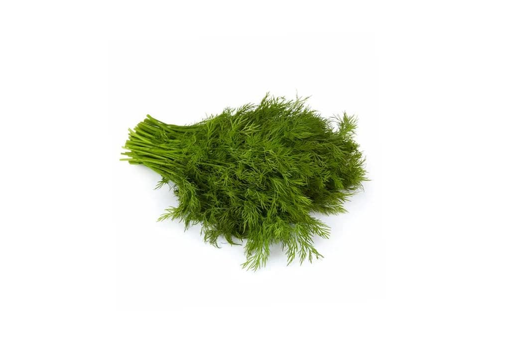 Fresh Dill Herb Bunch Local