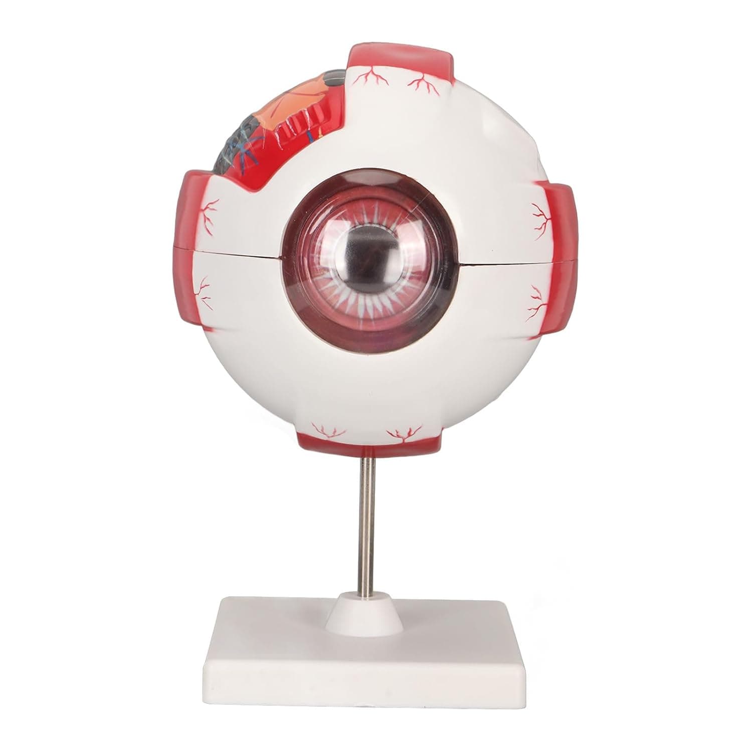 GLOGLOW Eye Anatomy Model, Charts & Posters Eyeball with 7 Detachable Parts for Science Education and Ophthalmology Teaching Aid Eye Anatomy Enlarged PVC Human Nan Office and
