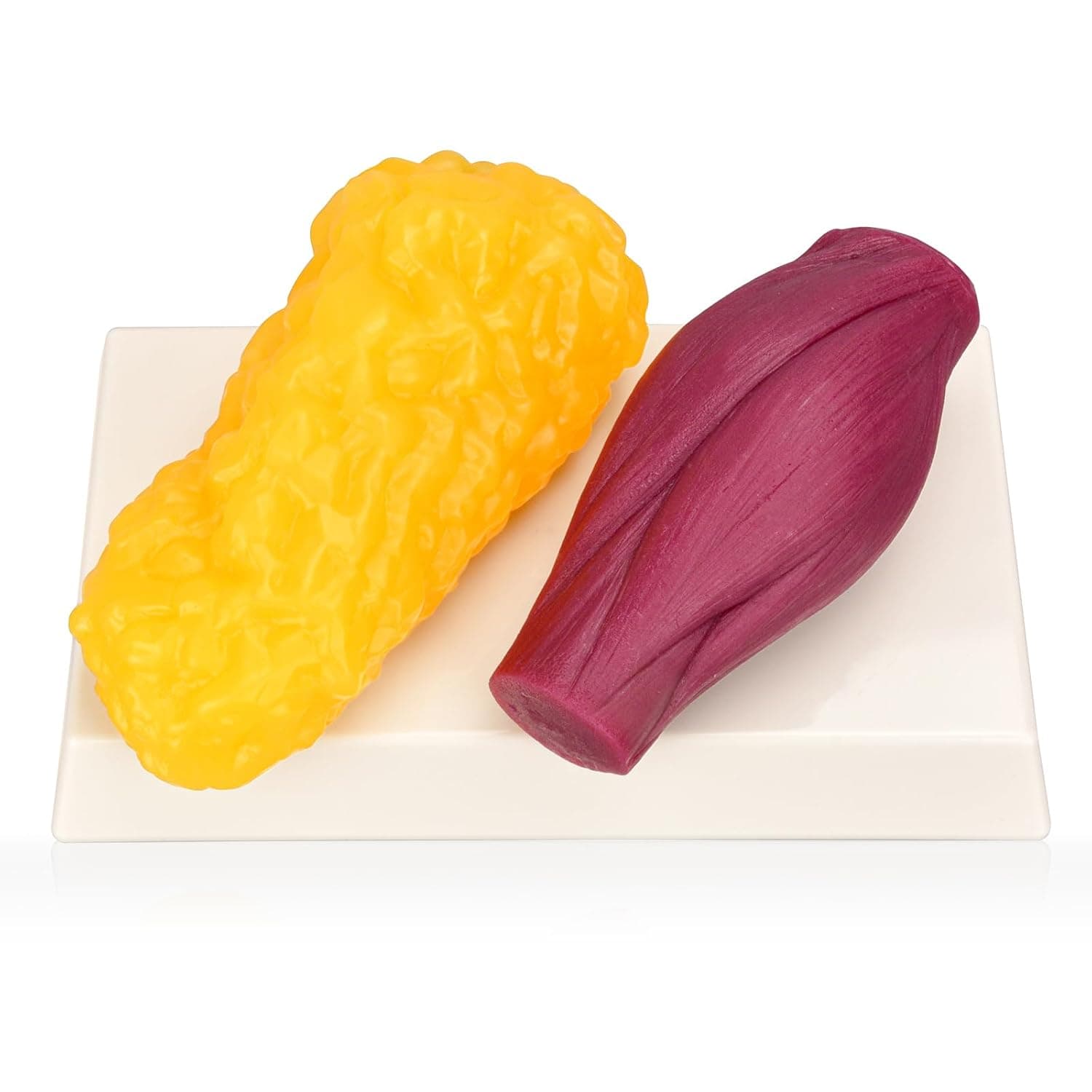 1 lb Fat & Muscle Mass Model, Body Composition Teaching Tool | Firm muscle and soft fat textures with equal-weight comparison, ideal for nutrition education, gyms, clinics and classrooms