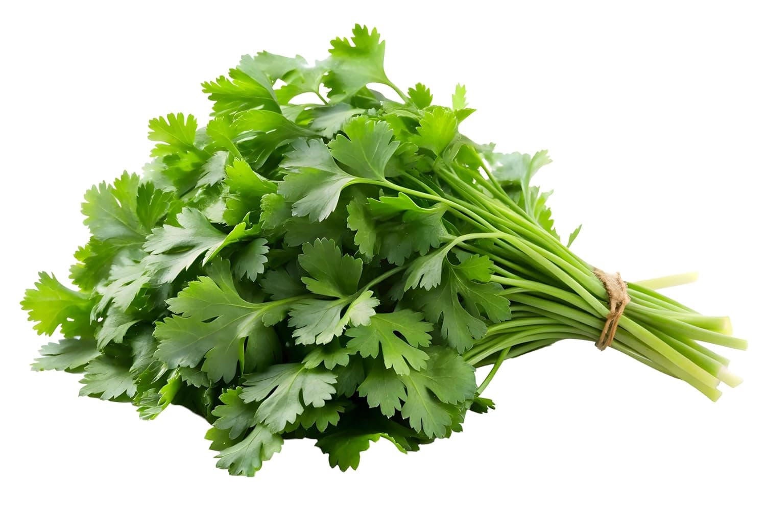 Fresh Coriander Bunch Local