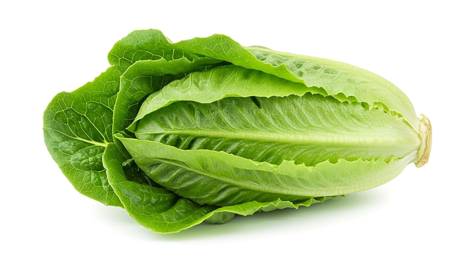 Fresh Romaine Lettuce Roll Local 1pc