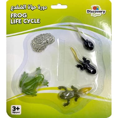 Life Cycle of Frog Replica
4 Years and Above
