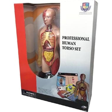 Eastcolight STEM University Professional Human Torso Set Science Learning Activity Set
