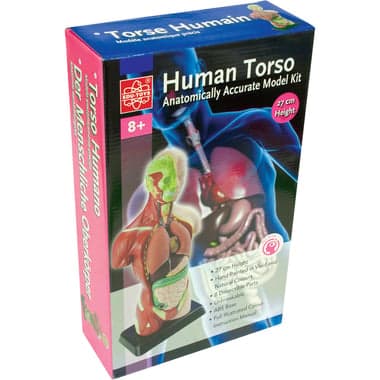 Edu Toys Human Torso Science Learning Activity Set